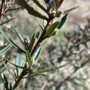 Olearia erubescens at Mount Clear, ACT - 4 Oct 2022 09:35 AM