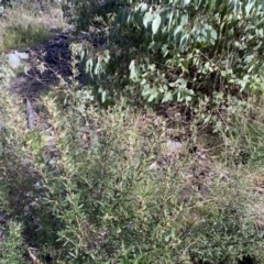 Olearia erubescens at Mount Clear, ACT - 4 Oct 2022 09:35 AM