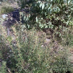 Olearia erubescens at Mount Clear, ACT - 4 Oct 2022 09:35 AM