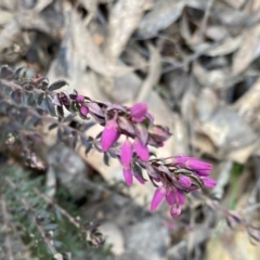 Tetratheca bauerifolia (Heath Pink-bells) at Mount Clear, ACT - 4 Oct 2022 by NedJohnston