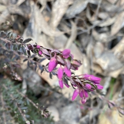 Tetratheca bauerifolia (Heath Pink-bells) at Mount Clear, ACT - 3 Oct 2022 by Ned_Johnston