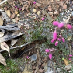 Tetratheca bauerifolia at Mount Clear, ACT - 4 Oct 2022 09:23 AM