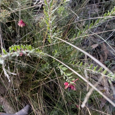 Grevillea lanigera (Woolly Grevillea) at Mount Clear, ACT - 3 Oct 2022 by Ned_Johnston
