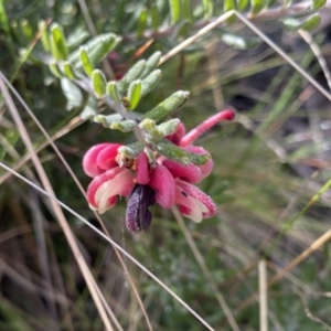 Grevillea lanigera at Mount Clear, ACT - 4 Oct 2022