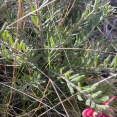 Grevillea lanigera at Mount Clear, ACT - 4 Oct 2022