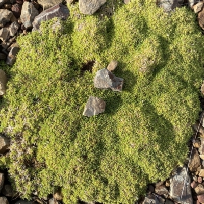 Scleranthus biflorus (Twin-flower Knawel) at Mount Clear, ACT - 3 Oct 2022 by Ned_Johnston