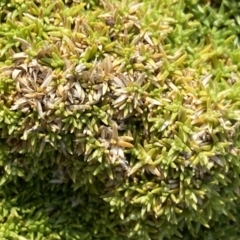 Scleranthus biflorus at Mount Clear, ACT - 4 Oct 2022