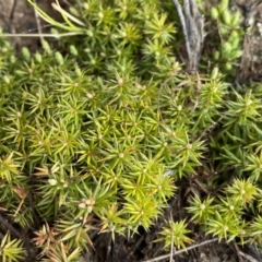 Acrotriche serrulata (Ground-berry) at Mount Clear, ACT - 4 Oct 2022 by NedJohnston