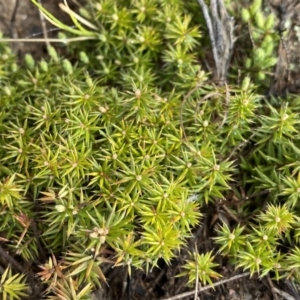 Acrotriche serrulata at Mount Clear, ACT - 4 Oct 2022