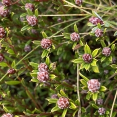 Pultenaea capitellata (Hard-head Bush-pea) at Mount Clear, ACT - 4 Oct 2022 by NedJohnston
