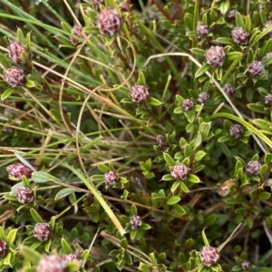 Pultenaea capitellata at Mount Clear, ACT - 4 Oct 2022