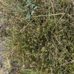 Pultenaea capitellata at Mount Clear, ACT - 4 Oct 2022