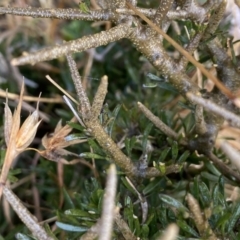 Melicytus angustifolius subsp. divaricatus (Divaricate Tree Violet) at Mount Clear, ACT - 4 Oct 2022 by NedJohnston