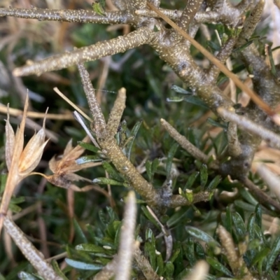 Melicytus angustifolius subsp. divaricatus (Divaricate Tree Violet) at Mount Clear, ACT - 4 Oct 2022 by NedJohnston