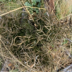 Melicytus angustifolius subsp. divaricatus at Mount Clear, ACT - 4 Oct 2022