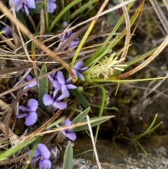 Hovea heterophylla (Common Hovea) at Mount Clear, ACT - 4 Oct 2022 by NedJohnston
