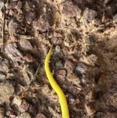 Caenoplana sulphurea (A Flatworm) at Namadgi National Park - 3 Oct 2022 by Ned_Johnston