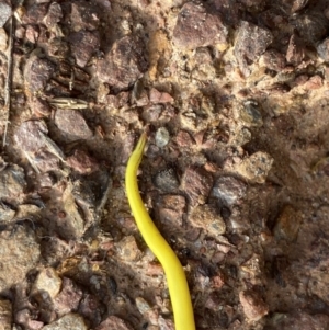 Caenoplana sulphurea at Mount Clear, ACT - 4 Oct 2022 08:50 AM