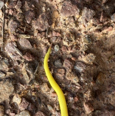 Caenoplana sulphurea (A Flatworm) at Mount Clear, ACT - 4 Oct 2022 by NedJohnston