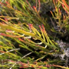 Bossiaea riparia at Mount Clear, ACT - 3 Oct 2022 by Ned_Johnston