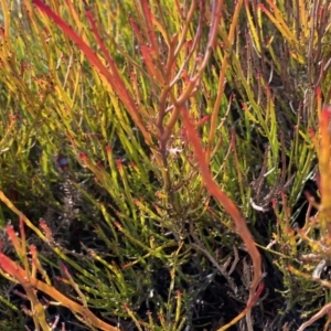 Bossiaea riparia at Mount Clear, ACT - 4 Oct 2022 08:47 AM