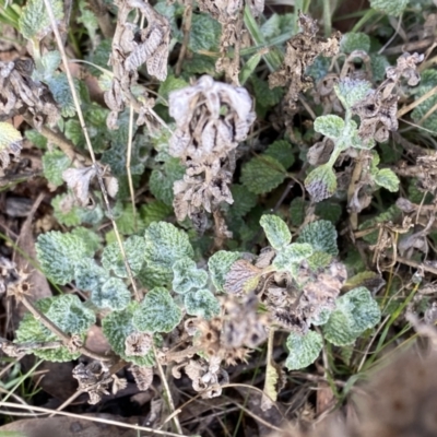 Marrubium vulgare (Horehound) at Mount Clear, ACT - 3 Oct 2022 by Ned_Johnston