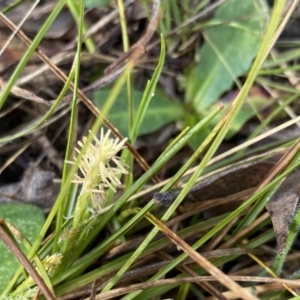Carex breviculmis at Mount Clear, ACT - 4 Oct 2022