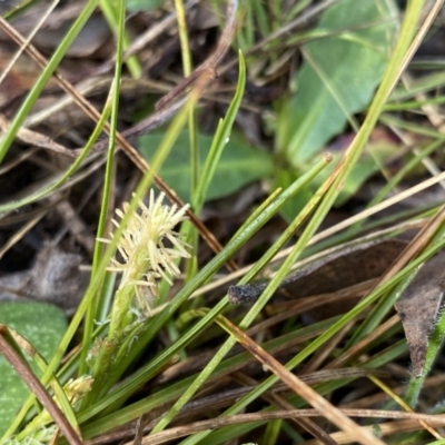 Carex breviculmis (Short-Stem Sedge) at Mount Clear, ACT - 4 Oct 2022 by NedJohnston