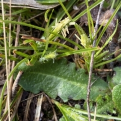 Carex breviculmis at Mount Clear, ACT - 4 Oct 2022 08:41 AM