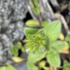 Cerastium vulgare (Mouse Ear Chickweed) at Mount Clear, ACT - 4 Oct 2022 by NedJohnston