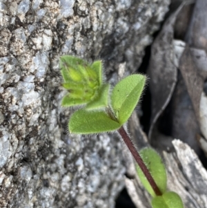 Cerastium vulgare at Mount Clear, ACT - 4 Oct 2022 03:59 PM