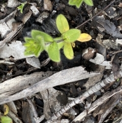 Cerastium vulgare at Mount Clear, ACT - 4 Oct 2022