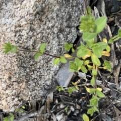 Cerastium vulgare at Mount Clear, ACT - 4 Oct 2022 03:59 PM