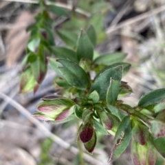Pimelea curviflora var. gracilis (Curved Rice-flower) at Mount Clear, ACT - 4 Oct 2022 by NedJohnston