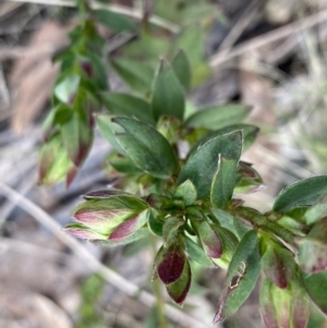 Pimelea curviflora var. gracilis at Mount Clear, ACT - 4 Oct 2022