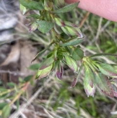 Pimelea curviflora var. gracilis at Mount Clear, ACT - 4 Oct 2022