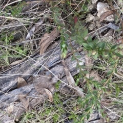 Pimelea curviflora var. gracilis at Mount Clear, ACT - 4 Oct 2022