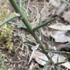 Discaria pubescens (Australian Anchor Plant) at Mount Clear, ACT - 4 Oct 2022 by NedJohnston