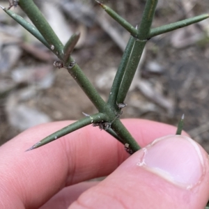 Discaria pubescens at Mount Clear, ACT - 4 Oct 2022