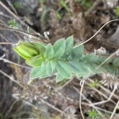 Pimelea curviflora var. gracilis (Curved Rice-flower) at Mount Clear, ACT - 4 Oct 2022 by NedJohnston
