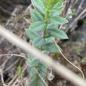 Pimelea curviflora var. gracilis at Mount Clear, ACT - 4 Oct 2022 03:41 PM