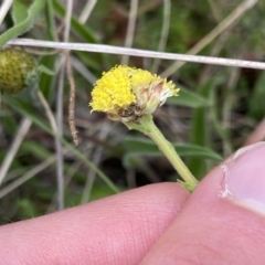 Craspedia variabilis at Mount Clear, ACT - 4 Oct 2022