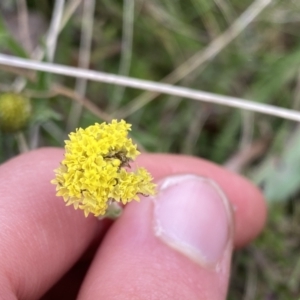 Craspedia variabilis at Mount Clear, ACT - 4 Oct 2022