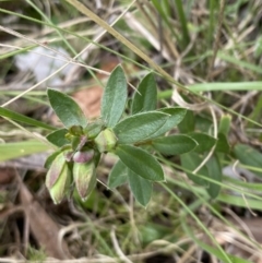 Pimelea curviflora var. gracilis (Curved Rice-flower) at Mount Clear, ACT - 4 Oct 2022 by NedJohnston