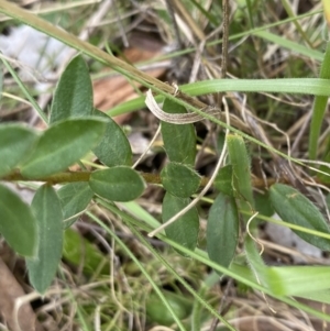 Pimelea curviflora var. gracilis at Mount Clear, ACT - 4 Oct 2022 03:18 PM