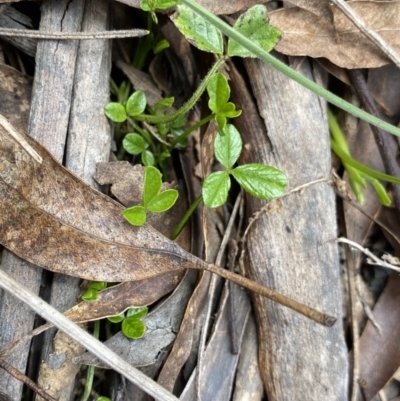 Cullen microcephalum (Dusky Scurf-pea) at Mount Clear, ACT - 4 Oct 2022 by NedJohnston