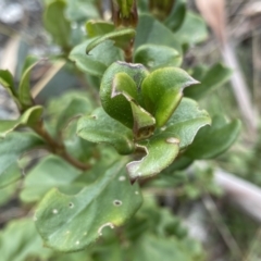 Coprosma hirtella (Currant Bush) at Mount Clear, ACT - 4 Oct 2022 by NedJohnston