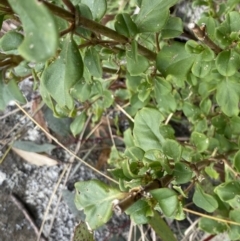 Coprosma hirtella at Mount Clear, ACT - 4 Oct 2022 02:26 PM