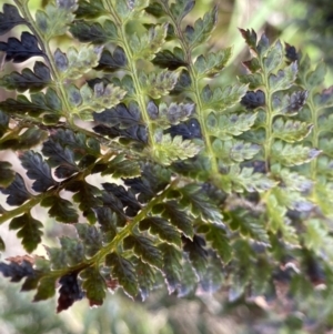 Polystichum proliferum at Bumbalong, NSW - 4 Oct 2022 01:44 PM