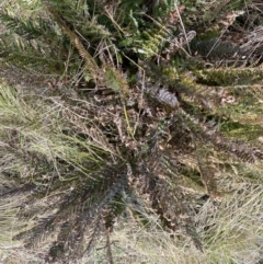 Polystichum proliferum at Bumbalong, NSW - 4 Oct 2022 01:44 PM